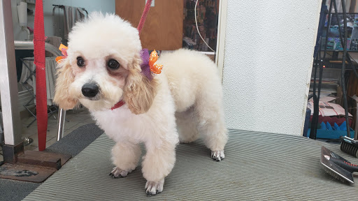 Pet Store «Rainbow Pet Supplies», reviews and photos, 3940 58th St, Woodside, NY 11377, USA