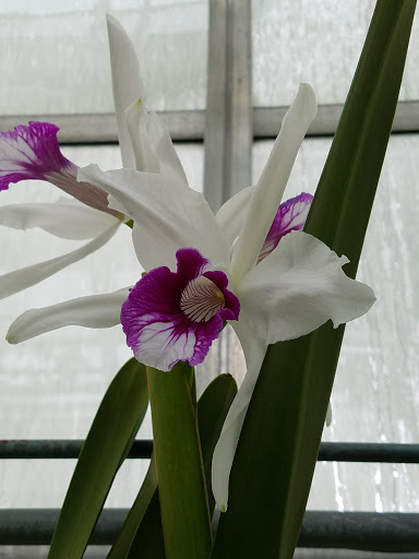 Heritage Museum «Hillwood Estate, Museum & Gardens», reviews and photos, 4155 Linnean Ave NW, Washington, DC 20008, USA