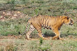 BENGAL TIGER image