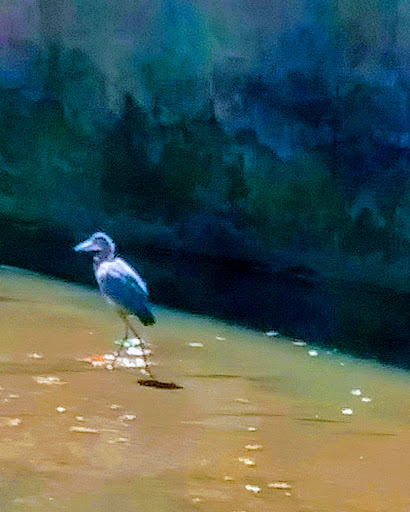 Park «Robert E Lee Park», reviews and photos, 3333 Turtle Creek Blvd, Dallas, TX 75219, USA