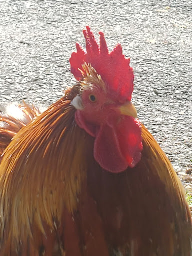 Zoo «Wildlife Wonders», reviews and photos, 2754 Paradise Valley Rd, Cleveland, GA 30528, USA