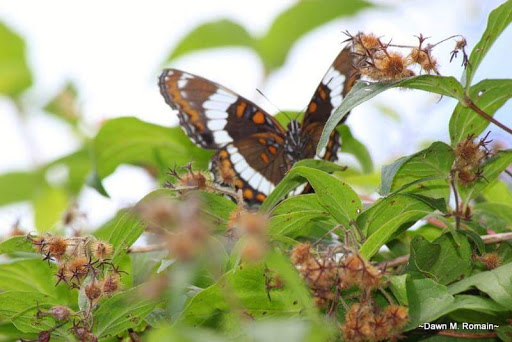 Nature Preserve «Beaver Meadow Audubon Center», reviews and photos, 1610 Welch Rd, Java Center, NY 14082, USA