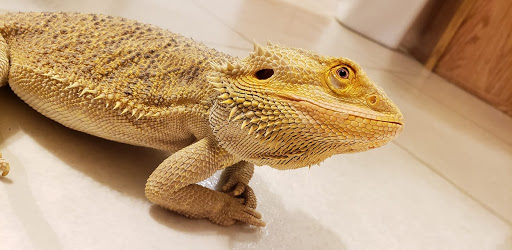 Pet Supply Store «OddBallPetFactory.com», reviews and photos, 8485 Plaza Blvd NE, Spring Lake Park, MN 55432, USA