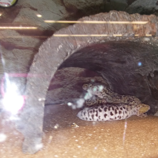 Pet Supply Store «Petco Animal Supplies», reviews and photos, 45205 Worth Ave, California, MD 20619, USA