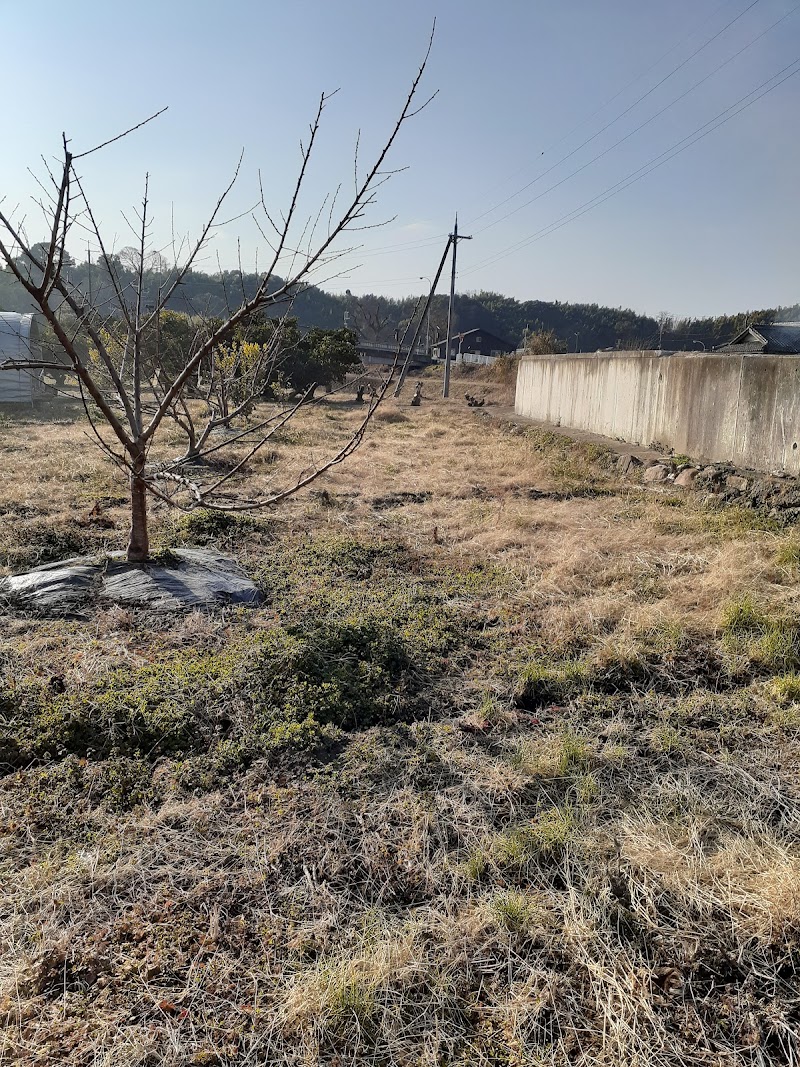 若葉農園 桃狩り体験農場