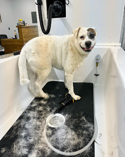 The Barking Lot Punxsutawney