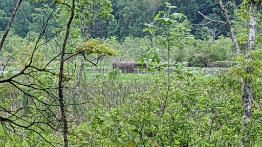 Park «Government Island», reviews and photos, 191 Coal Landing Road, Stafford, VA 22554, USA