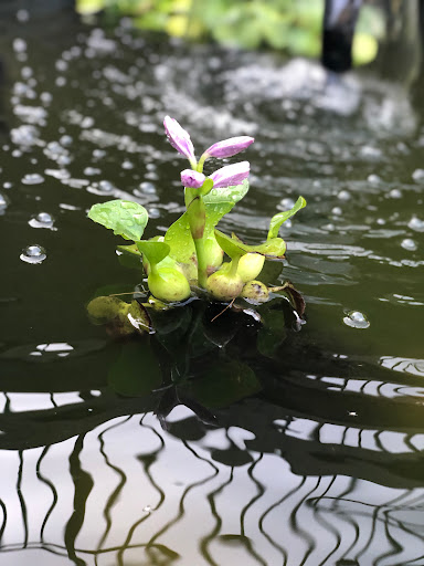 Pet Store «Wet Pets And Friends», reviews and photos, 3695 Washington Rd, Canonsburg, PA 15317, USA