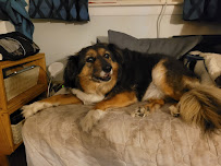 Peace of Mind Personalized Pet Care Solutions LLC - Photo 9 - Car repair in , Lowell