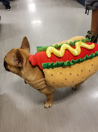 PetSmart - Photo 3 - Car repair in Caguas, Puerto Rico, Bayamón