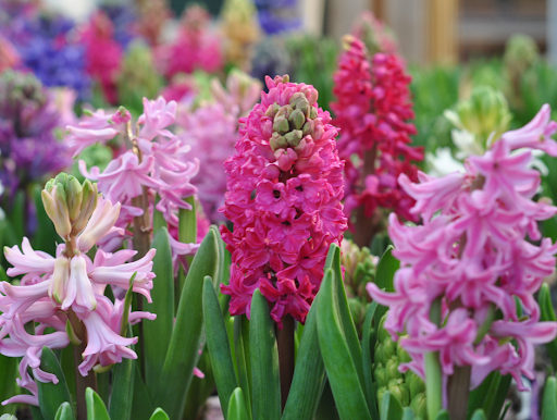 Florist «Country Garden Florist», reviews and photos, 9559 US-42, Prospect, KY 40059, USA