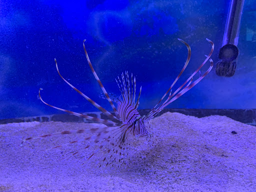 Pet Store «Inland Reef Pet Store», reviews and photos, 817 Cross Lanes Dr, Cross Lanes, WV 25313, USA