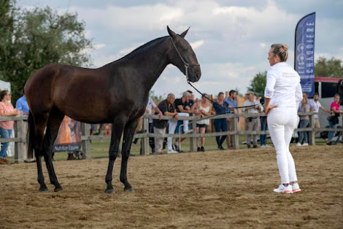 Éleveur de chevaux Chevaux lusitaniens - Coutant Charles Sèvremont
