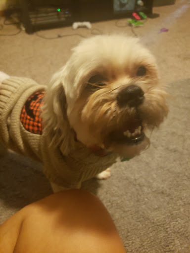 Pet Groomer «Dog Gone Cute Grooming & Bowtique», reviews and photos, 446 Racetrack Rd NW Unit F, Fort Walton Beach, FL 32547, USA