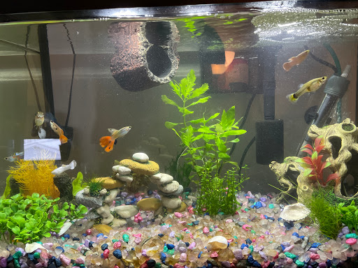 Pet Supply Store «Pet Supplies Plus», reviews and photos, 30450 Lakeshore Blvd, Willowick, OH 44095, USA