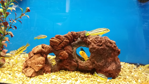 Pet Supply Store «Petco Animal Supplies», reviews and photos, 5631 Grove Blvd, Hoover, AL 35226, USA