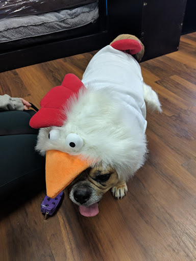 Pet Supply Store «Pet Valu», reviews and photos, 150 Main St, Lodi, NJ 07644, USA