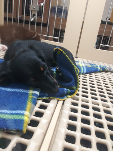 Pet Store «Petland», reviews and photos, 10289 Ulmerton Rd, Largo, FL 33771, USA