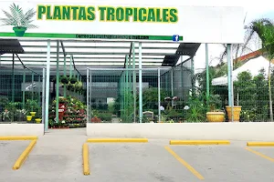Plantas Tropicales • Comayagua image