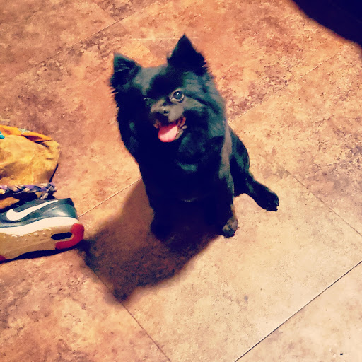 Pet Supply Store «Petco Animal Supplies», reviews and photos, 8700 Preston Rd #105, Plano, TX 75024, USA