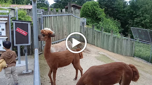 Zoo «Cougar Mountain Zoo», reviews and photos, 19525 SE 54th St, Issaquah, WA 98027, USA