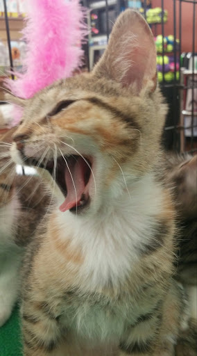 Pet Supply Store «Pet Supermarket», reviews and photos, 5000 Clyde Morris Blvd, Port Orange, FL 32127, USA