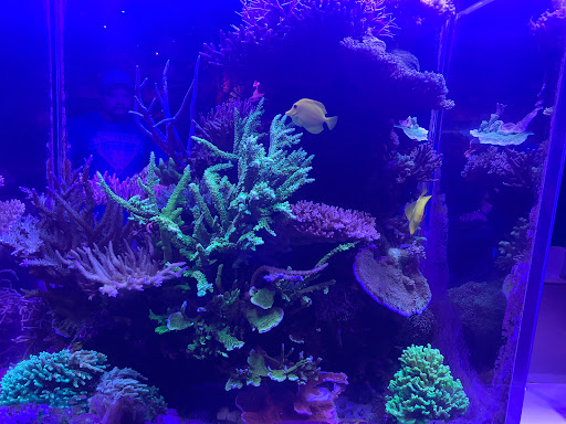 Fishy Dudes Aquarium Maintenance