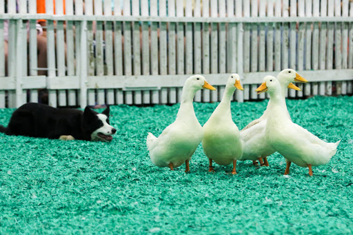 Fairground «Kentucky State Fair Ground», reviews and photos, Crittenden Dr, Louisville, KY 40209, USA