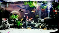 Vallejo Aquarium - Car repair in Vallejo, CA, Vallejo - Rated 4.8/5