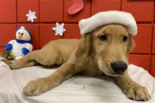 Pet Store «All Pets Club», reviews and photos, 1167 N Colony Rd, Wallingford, CT 06492, USA