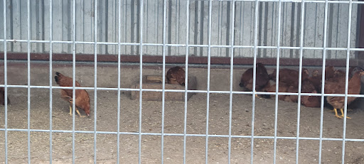 Pet Supply Store «Mini Ranch Feed Store», reviews and photos, 10103 Moursund Blvd, San Antonio, TX 78221, USA