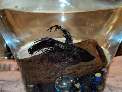 Pet Supply Store «Pet Supplies Plus», reviews and photos, 61 Irving Park Rd, Streamwood, IL 60107, USA