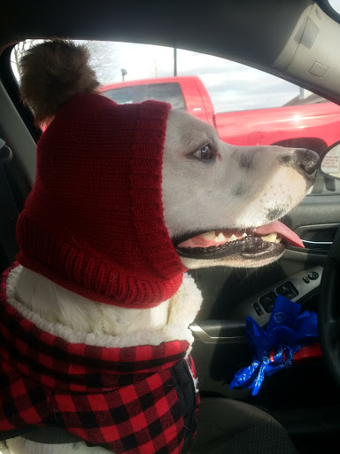 Pet Supply Store «Petco Animal Supplies», reviews and photos, 1574 N Dupont Hwy #300, Dover, DE 19901, USA