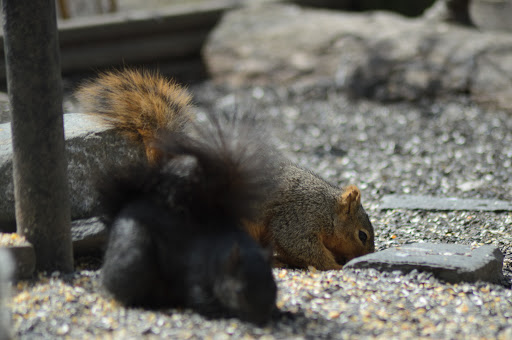 Zoo «Belle Isle Nature Center», reviews and photos, 176 Lakeside Dr, Detroit, MI 48207, USA