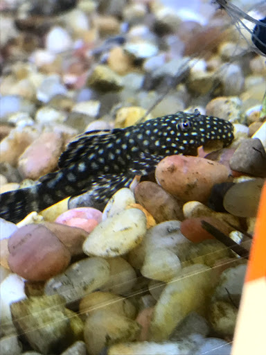 Pet Supply Store «Pet Supplies Plus», reviews and photos, 2912 Council Tree Ave #100, Fort Collins, CO 80525, USA