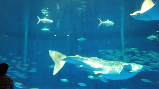 Comentarii opinii despre いおワールドかごしま水族館