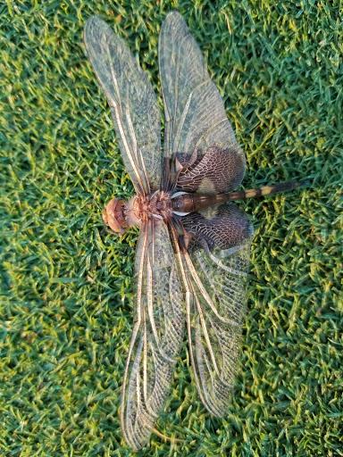 Golf Club «Boulder Creek Golf Club», reviews and photos, 5750 Brewer Ave NE, Belmont, MI 49306, USA