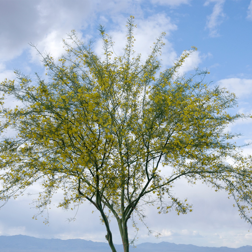 Palo Verde Cancer Specialists