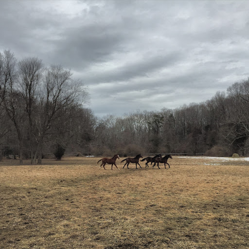 Angelica Run Horse Farm