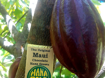 Hana Gold Cacao Plantation