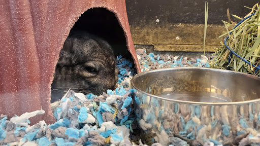 Pet Supply Store «PetSmart», reviews and photos, 3630 Peachtree Pkwy, Suwanee, GA 30024, USA