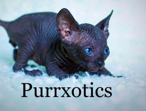 PURRXOTICS