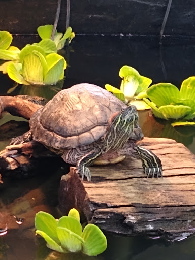 Pet Supply Store «Premier Pet Supply», reviews and photos, 15399 Merriman Rd, Livonia, MI 48154, USA