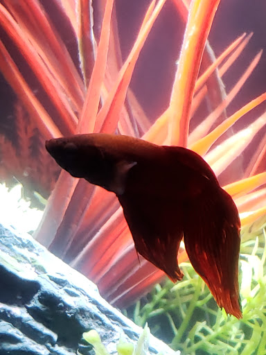 Pet Supply Store «Petco Animal Supplies», reviews and photos, 825 Hartford Turnpike, Waterford, CT 06385, USA