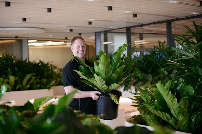 Ambius Indoor plants Canberra