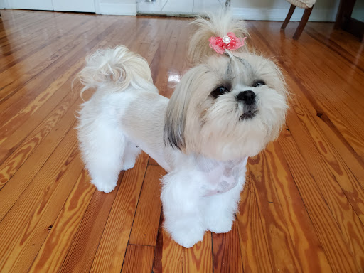 Pet Store «Doggy Dog World Inc», reviews and photos, 2552 Coney Island Ave, Brooklyn, NY 11223, USA