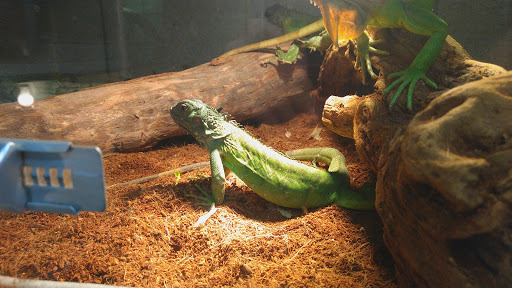Pet Store «CUSTOM CREATURES PET SHOP», reviews and photos, 10727 N 19th Ave, Phoenix, AZ 85029, USA