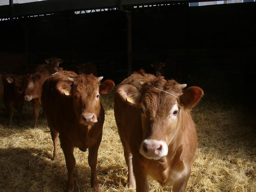 Carnicería Hijos de Sebastián Gascueña- Carne de Nuevo Baztán
