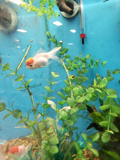 Pet Supply Store «PetSmart», reviews and photos, 10460 Town Center Dr, Westminster, CO 80021, USA