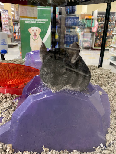 Pet Supply Store «Petco Animal Supplies», reviews and photos, 3384 Tyler St, Riverside, CA 92503, USA